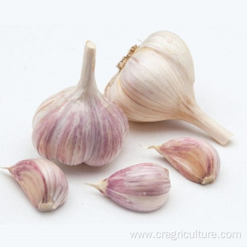 Buy Dried Garlic Vegetable Price